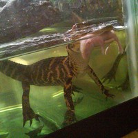 Dinner time for Jake