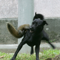 Mother rescues her youngin