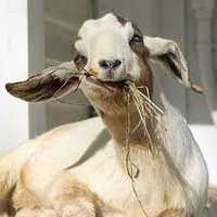 A test goat!