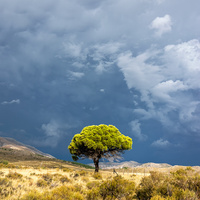 Tree by Federico Weyland