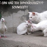 Demo-Catz