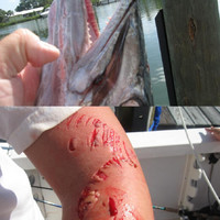 Fish-Story