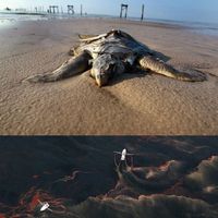 BP is going to get DP'd for this shit
