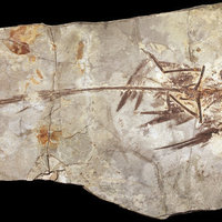 Mini dino with feathers