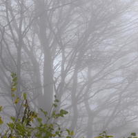Cloud. Mistery of the wood