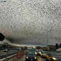 Millions of birds on migration