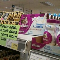 Cat milk