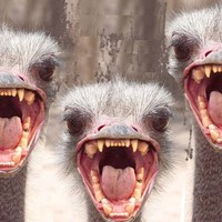 Democrat supporters