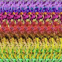 Magic (eye) camel