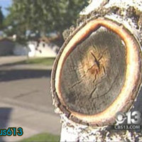 Man in the Tree Trunk