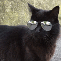 aviator cat