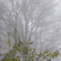 Better mistery of the wood