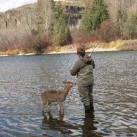 Oh Deer