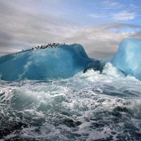 penguins hanging out