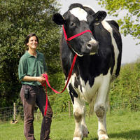 Chili the cow