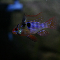 MALE BLUE RAM??